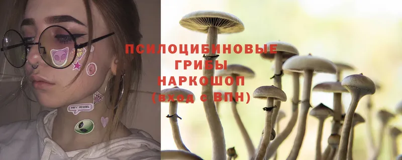 купить закладку  Муром  Галлюциногенные грибы Psilocybe 